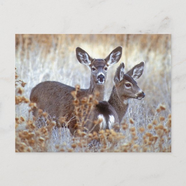 Cartão Postal Wild Mule Deer Pair | Califórnia (Frente)