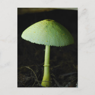 Cartão Postal Wild Mushroom Photo
