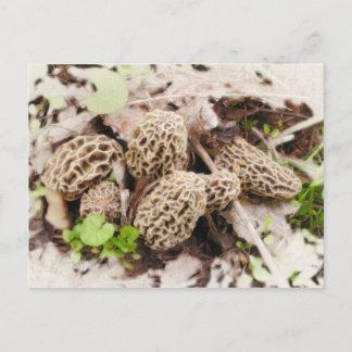 Cartão Postal Wild Mushrooms, postcard