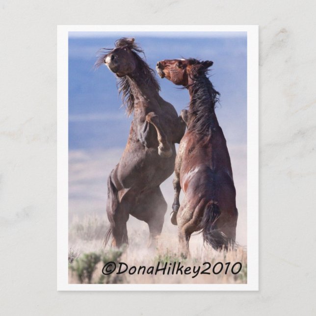 Cartão Postal Wild Mustang Fight (Frente)