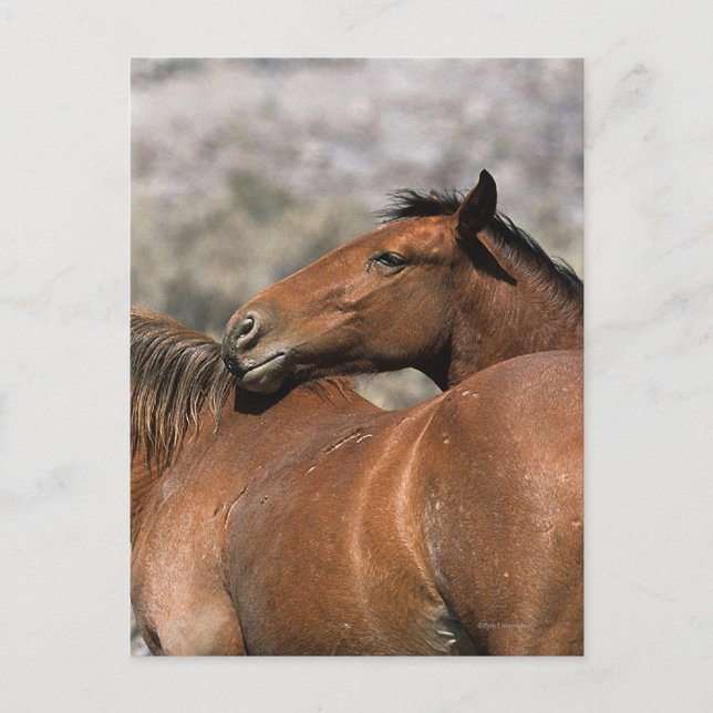 Cartão Postal Wild Mustang Horses Touching (Frente)