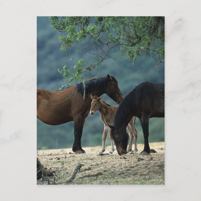 Cartão Postal Wild Mustang Mare & Foal (Frente)