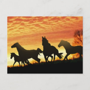 Cartão Postal Wild Mustangs