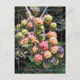 Cartão Postal Wild Oregon Black Berry Photo Purple Pink Green