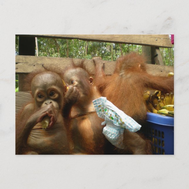 Cartão Postal Wild Panty Raid (Frente)