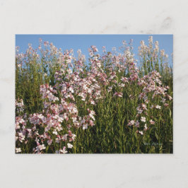 Cartão postal "Wild Phlox"