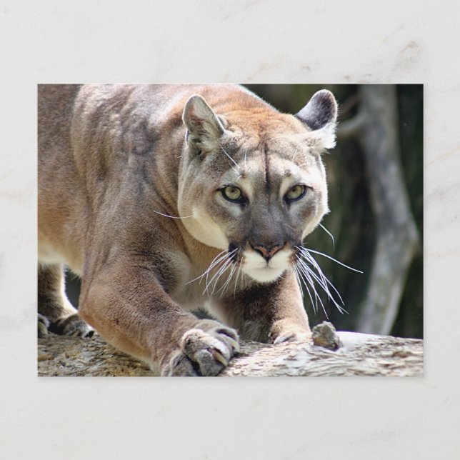 Cartão Postal Wild Puma (Frente)