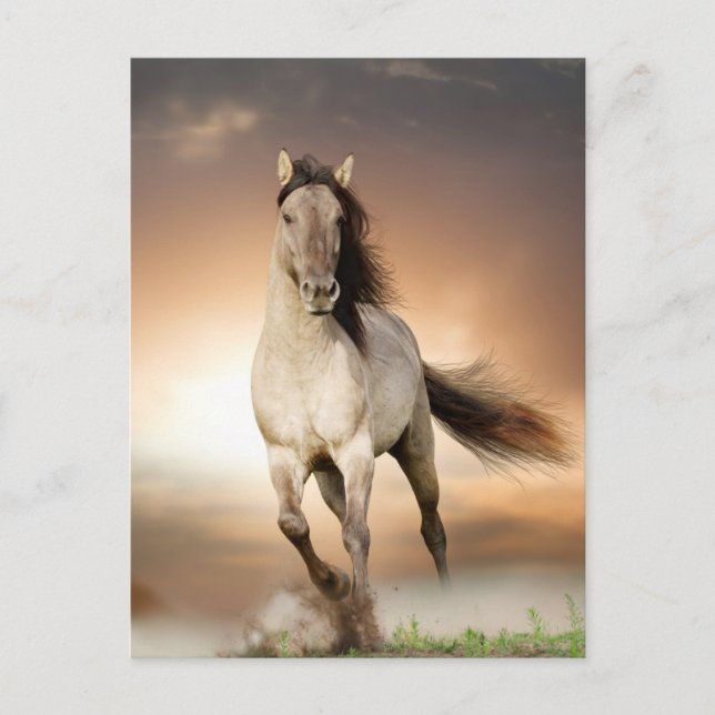 Cartão Postal Wild Stallion Correndo Em Sunset (Frente)