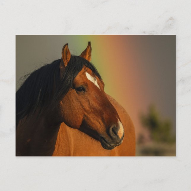 Cartão Postal Wild Stallion, Golden Light and Rainbow (Frente)