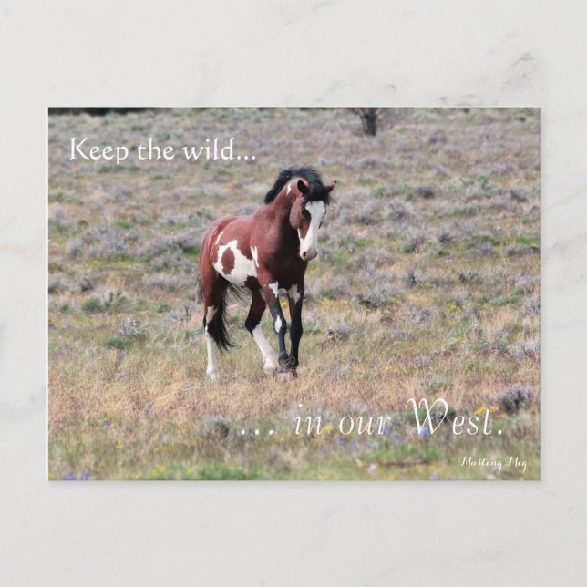 Cartão Postal Wild Stallion, Pré-endereçado: Sec do Interior (Frente)