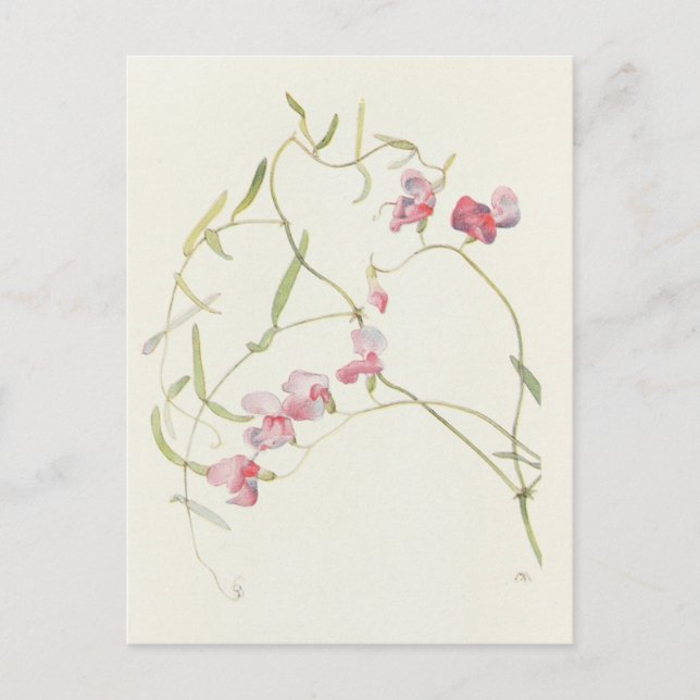 Cartão Postal Wild Sweet Pea por Margaret Armstrong (Frente)