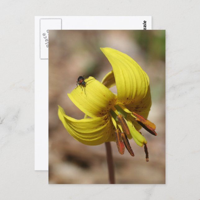 Cartão Postal Wild Trout Lily Flower And Friend Personalized (Frente/Verso)