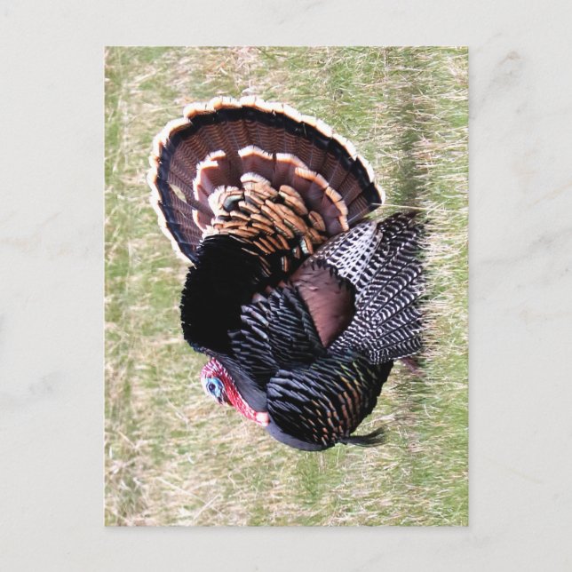 Cartão Postal Wild Turkey (Frente)