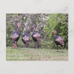 Cartão Postal Wild Turkey