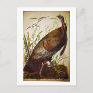 Cartão Postal Wild Turkey, John James Audubon