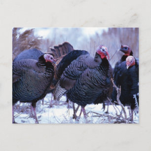 Cartão Postal Wild Turkeys