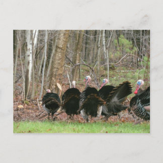 Cartão Postal Wild Turkeys Foto de Lorette Starr Postcard