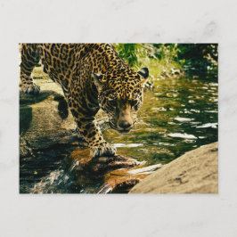 Cartão Postal Wildcat Animal Leopardo Natureza