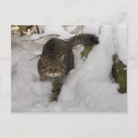 Cartão postal - Wildcat escocês