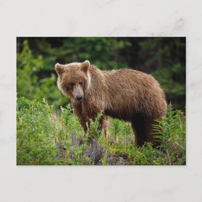Cartão Postal Wilde Grizzlybären in Alaska (Frente)