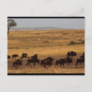 Cartão Postal Wildebeest Herd