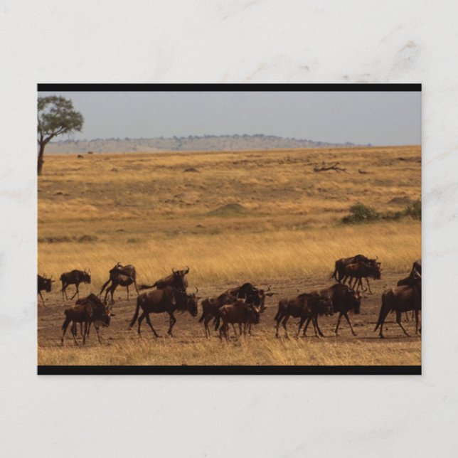 Cartão Postal Wildebeest Herd (Frente)