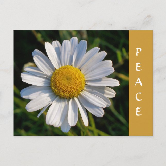 CARTÃO POSTAL WILDFLOWERS (Frente)