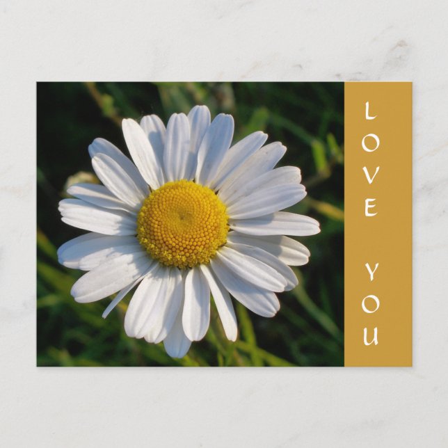 CARTÃO POSTAL WILDFLOWERS (Frente)