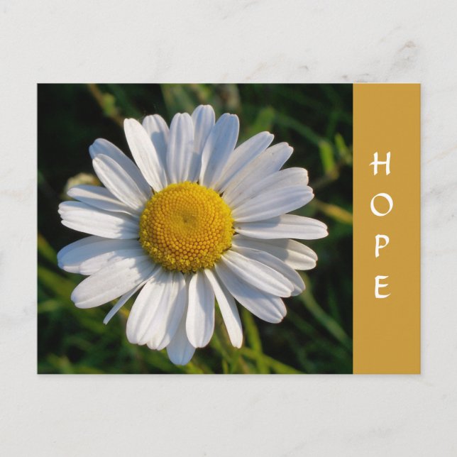 CARTÃO POSTAL WILDFLOWERS (Frente)