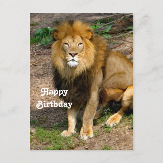 Cartão Postal Wildlife African Lion Sitting Photo Birthday (Frente)