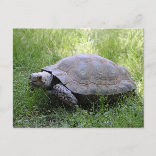 Cartão Postal Wildlife Brown Tortoise Foto (Frente)