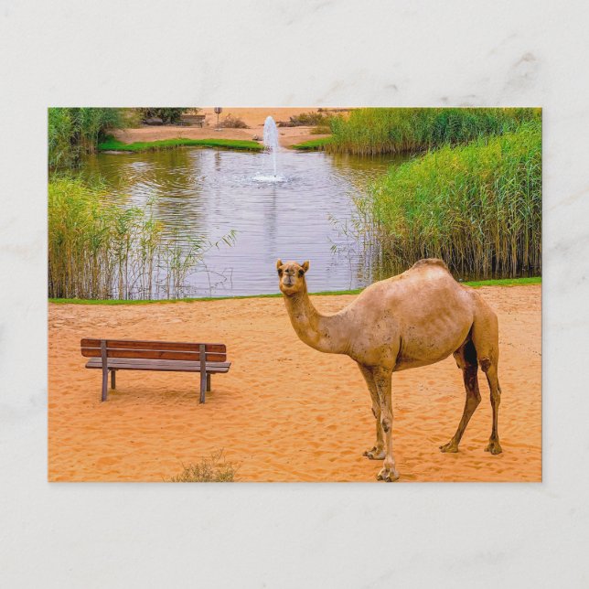 Cartão Postal Wildlife Camel Oasis Foto (Frente)