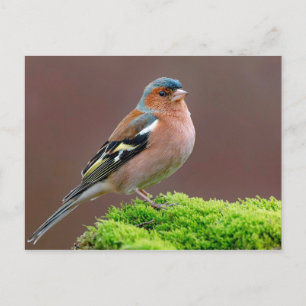 Cartão Postal Wildlife Chaffinch Photo