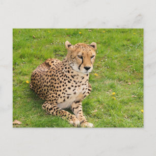 Cartão Postal Wildlife Cheetah deitado