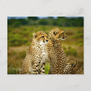 Cartão Postal Wildlife Cheetah Photo