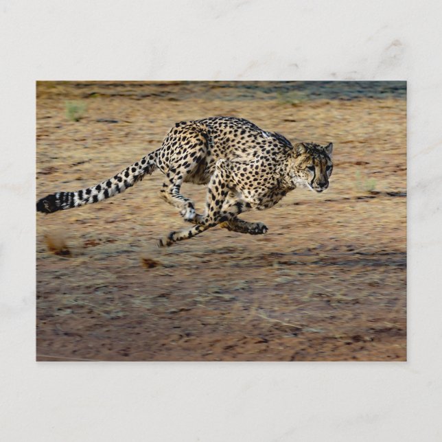 Cartão Postal Wildlife Cheetah Running Photo (Frente)