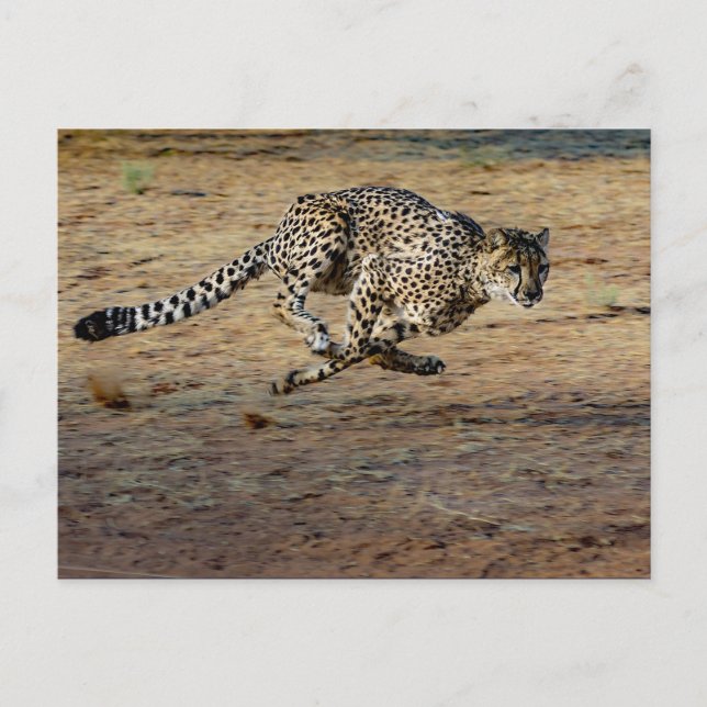 Cartão Postal Wildlife Cheetah Running Photo (Frente)