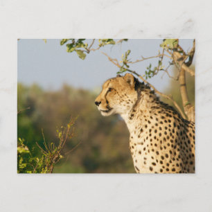 Cartão Postal Wildlife Cheetah Side View