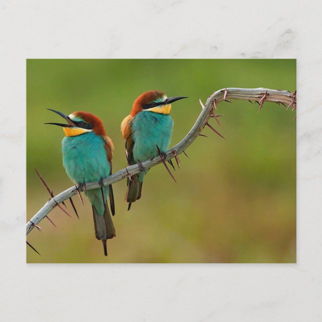 Cartão Postal Wildlife Colorful Bee Eater Photo (Frente)
