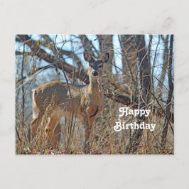 Cartão Postal Wildlife Deer Woods Photo Birthday