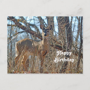 Cartão Postal Wildlife Deer Woods Photo Birthday