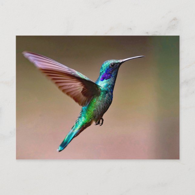 Cartão Postal Wildlife Green Hummingbird Foto (Frente)