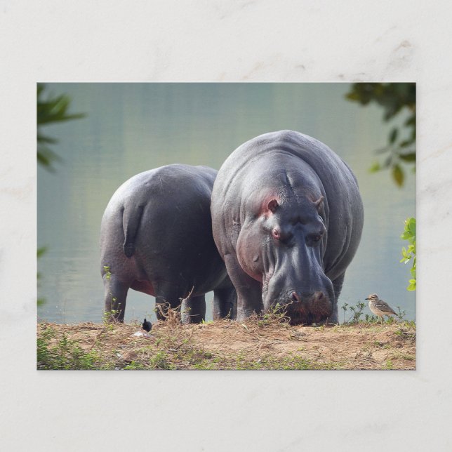 Cartão Postal Wildlife Hippo Photo (Frente)