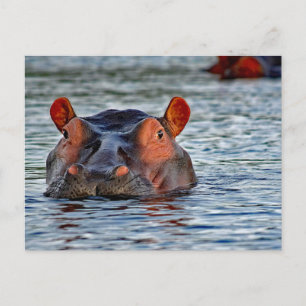 Cartão Postal Wildlife Hippo Water Photo