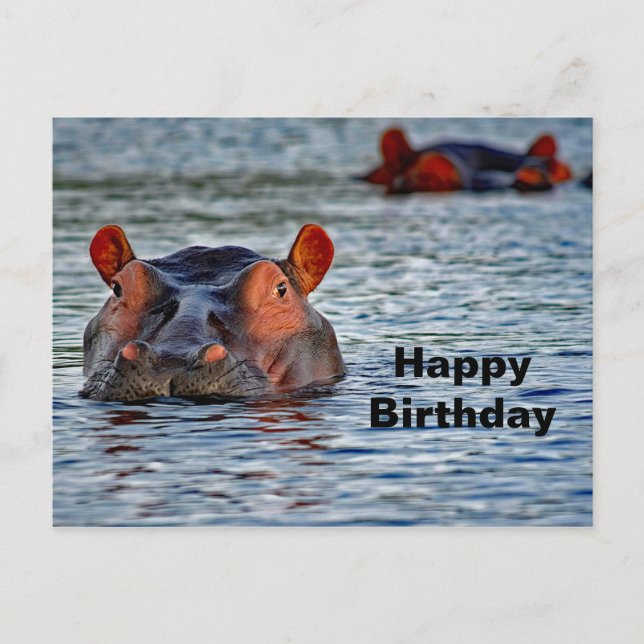 Cartão Postal Wildlife Hippo Water Photo (Frente)