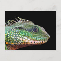 Wildlife Iguana Photo
