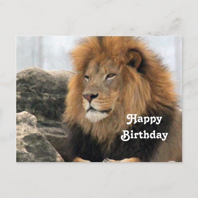 Cartão Postal Wildlife Lion Photo Birthday (Frente)
