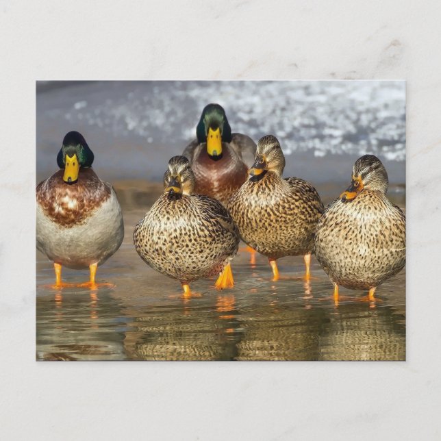 Cartão Postal Wildlife Mallard Ducks Foto (Frente)