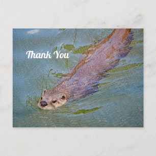 Cartão Postal Wildlife Otter Natação Foto Obrigado