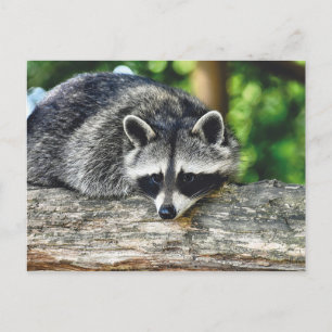 Cartão Postal Wildlife Raccoon Log Mammal Foto